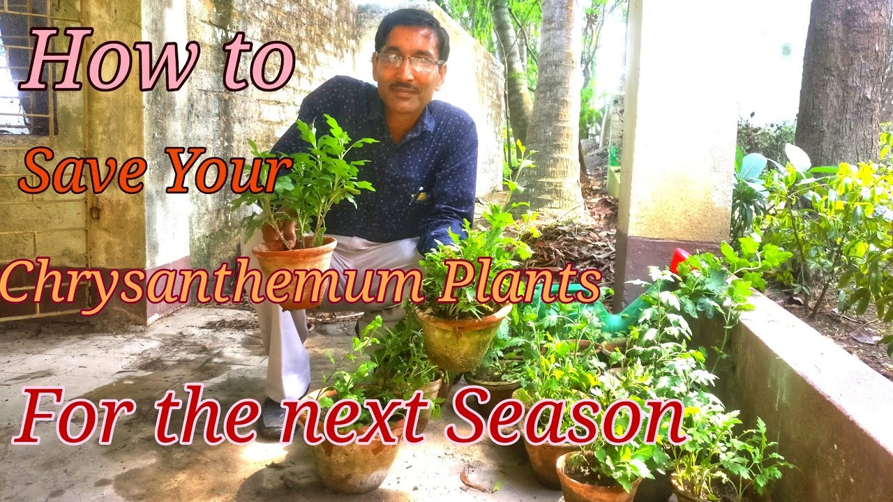 HOW TO SAVE YOUR CHRYSANTHEMUM FOR THE NEXT SEASON