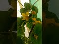 agriculture for plant 🏡🥒#agriculture #farming #plants #rajsthan #india