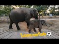 น้องทรายทอง อยากออกไป เตะบอล🐘⚽[ ทรายทอง family ]