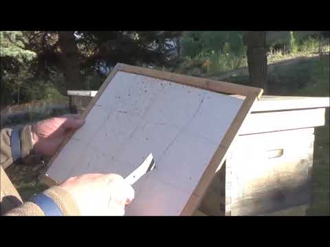Sprawdzenie osypu Varroa