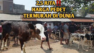 GILA BANTING HARGA PEDET PEDET SUPER DI OBRAL MURAH AWAL NOVEMBER  2023 #trending #1