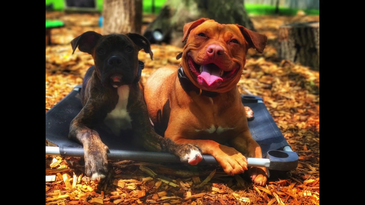 Long Island Dog Trainer Pitbull Kobe Off Leash Best Dog Trainers in NY YouTube