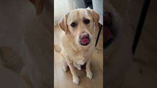 FAJNY PIESEK‼️ #goldenretriever #puppy #śmiesznefilmiki #labrador #funnydogs #pets #comedy