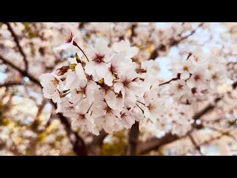 #ASMR Relaxing Sounds #Sakura