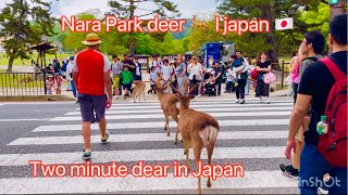 Nara Park deer 🦌 in japan