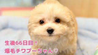 MIX（チワワ×トイプードル） | ペットショップ マルワン 小さめ