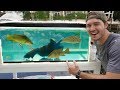 STOCKING Home Aquarium with TROPICAL SALTWATER Fish!