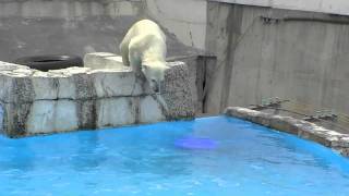 濡れた体でツルッと滑る~Polar bear slipped