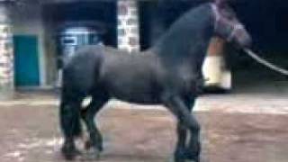 Potro Frison Rancho JM