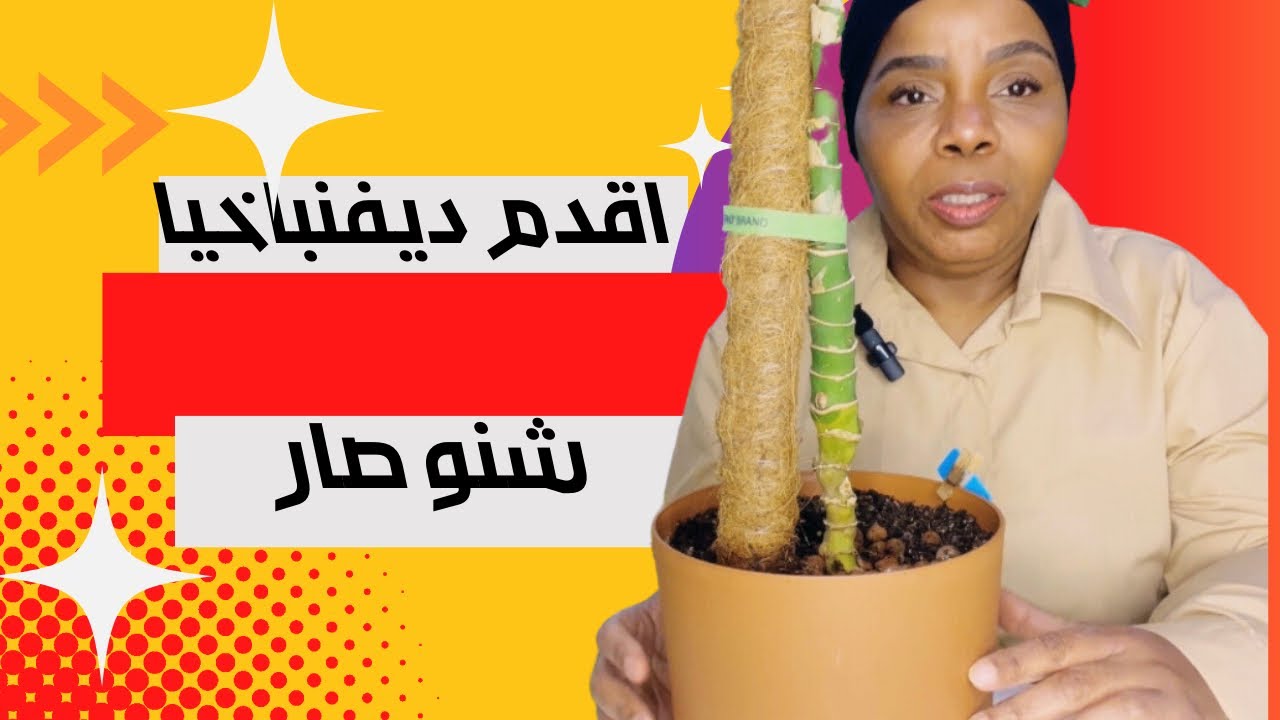 نبات الديفنباخيا محاولة انقاذ 🥹