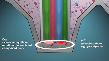 SeaHorse - transient microchamber