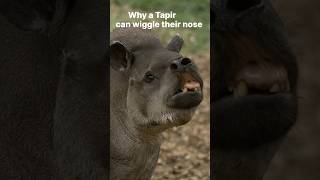 Why Tapir can wiggle there nose  #tapir