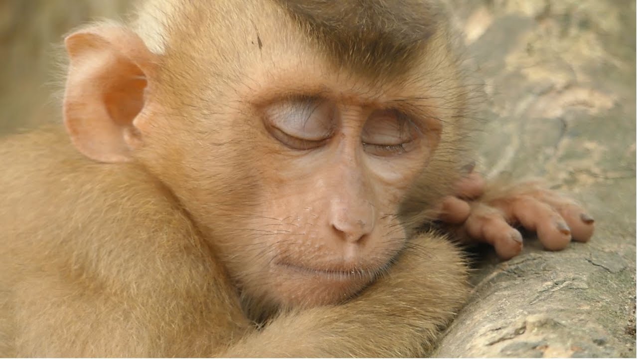 Amari Troop Is Real Home Stay Shelter For Both Guy Sok and Rolex Join As Their Own Member Family.