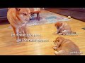 He teachin his pups a lesson / Shiba Inu puppies (with captions)