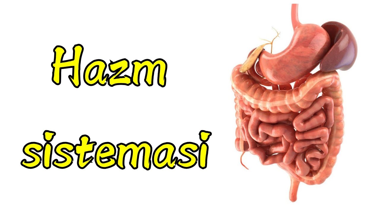 Hazm sistemasiga kirish | Og‘iz bo‘shlig‘i | So‘lak bezlari | Hazm trakti