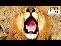Powerful Roar Of A Majestic Wild African Male Lion