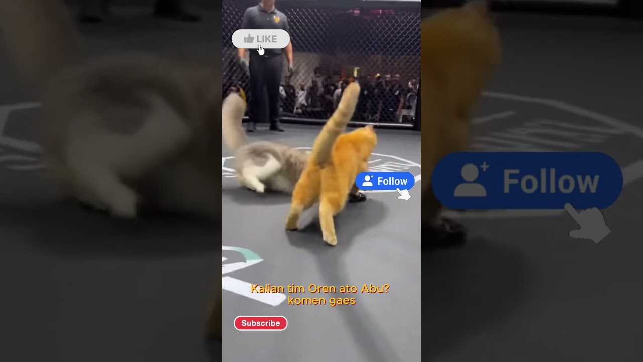 PERTARUNGAN DUO KUCING Paling Gemoy! Siapa Jagoannya? 😼🔥 