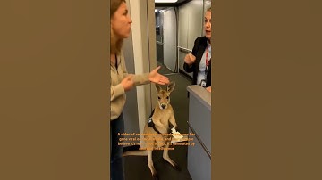 A video of an emotional support kangaroo went viral; some thought it was real, but it’s AI-made