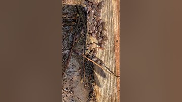 Lots of Sowbugs Hiding by Plant Trays