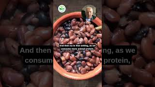 What if animal protein is the problem? - T. Colin Campbell, PhD #podcast #nutrition #protein