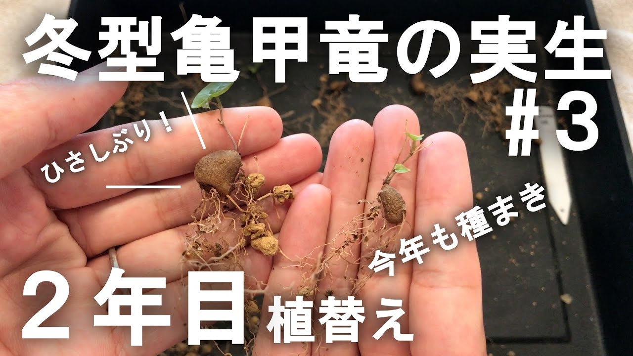 Second year] Winter-type turtle seedlings ③ Transplanting and