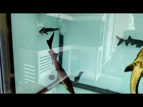 วีดีโอ: ปลาสเตอร์เจียนในแชมเปญ