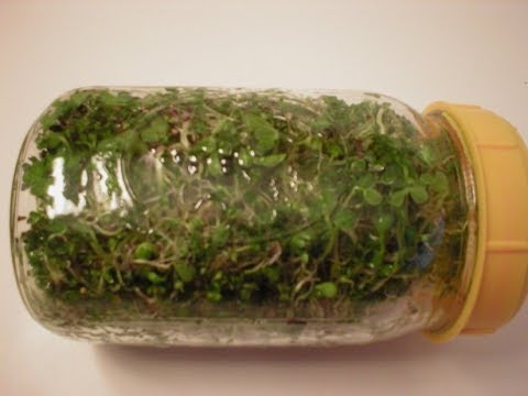 How to Remove Seeds from Jar Sprouts