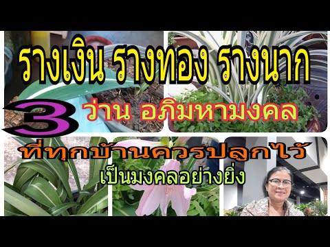 รางเงิน-รางทอง- รางนาค 3ว่านอภิมหามงคล ส่งเสริมความร่ำรวย/นานาพันธุ์ไม้ by นิตยา