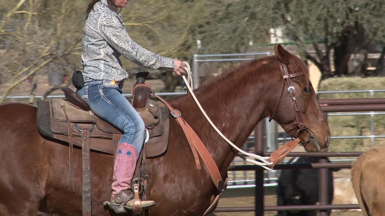 Teaching the Rollback - Part 2 (Working Cattle)