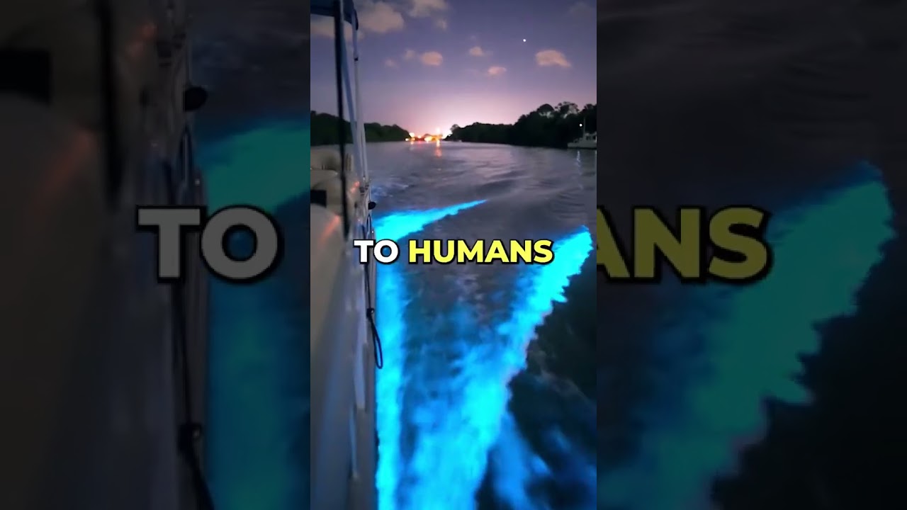 Maldives Glowing Ocean: Nature's Bio-luminescent Wonder 🌌