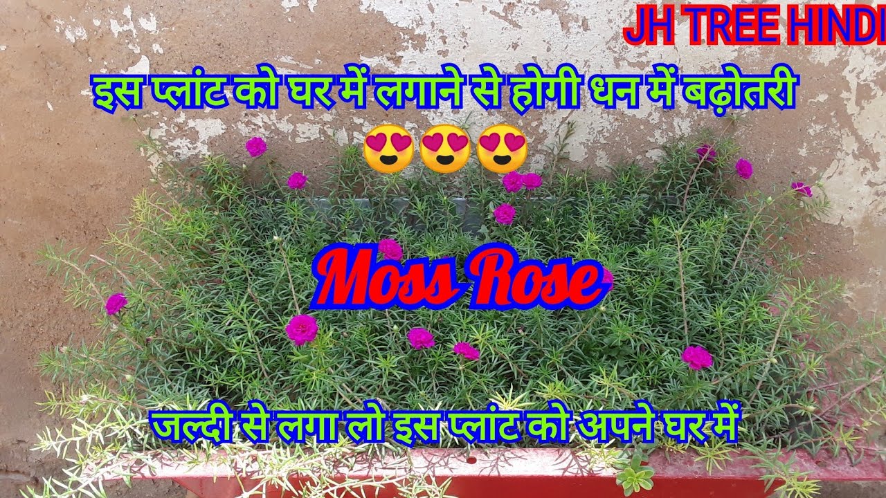 Pink Rose In Hindi