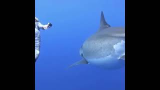 Great White Shark Near The Island Of Oahu, Hawaii