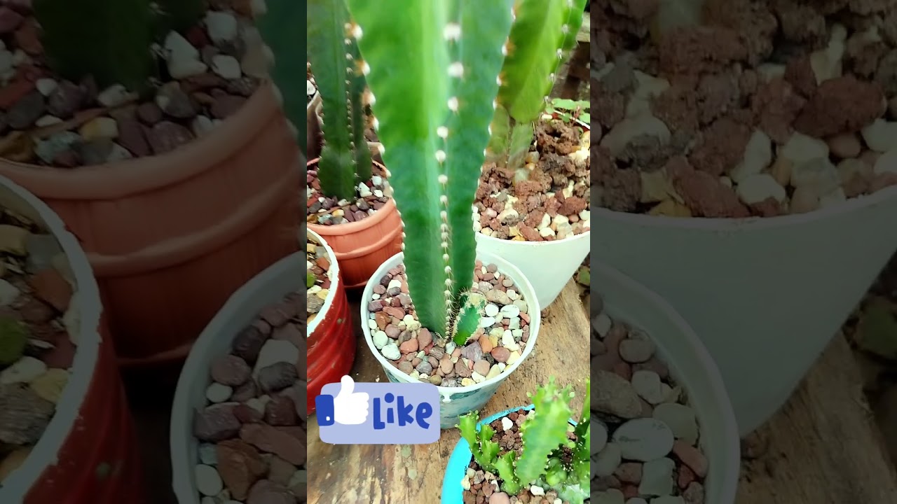 cereus exagonus, cactus, cactácea