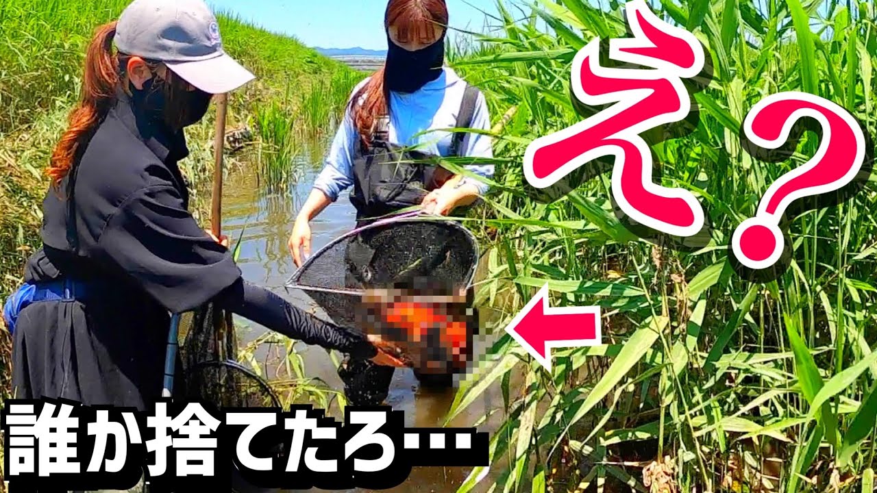 川にペットの魚が捨てられていました。