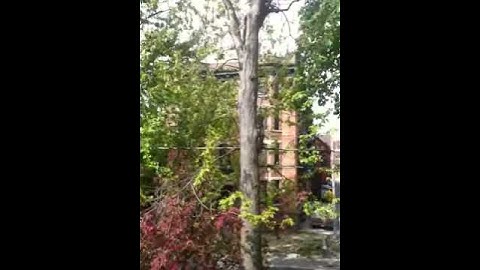 Squirrels fight in a tree, one falls out (twice)