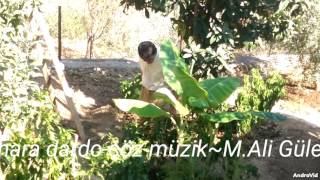 Mali Güler~Hara Dardo