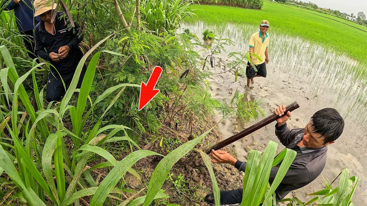 Anh Chủ Ruộng Vui Mừng Khi Chúng Tôi Bắt Được Con Rắn Ở Đây | TGSB #1148