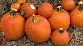 Loreauville Pumpkin Patch Brings Fall Fun and Community Spirit for Sixth Year