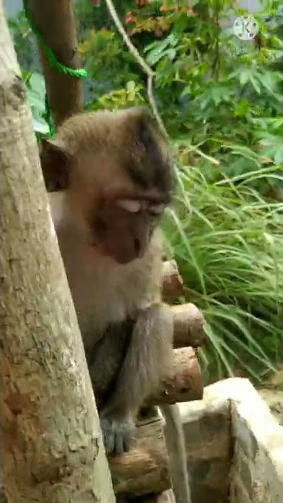 Monyet terkejut #kerakaget