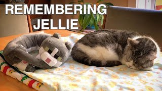 We Will Miss You, Jellie