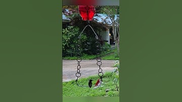 DIY Hummingbird Ring Swing Feeder with Ant Moat #nature #birds #birdwatching