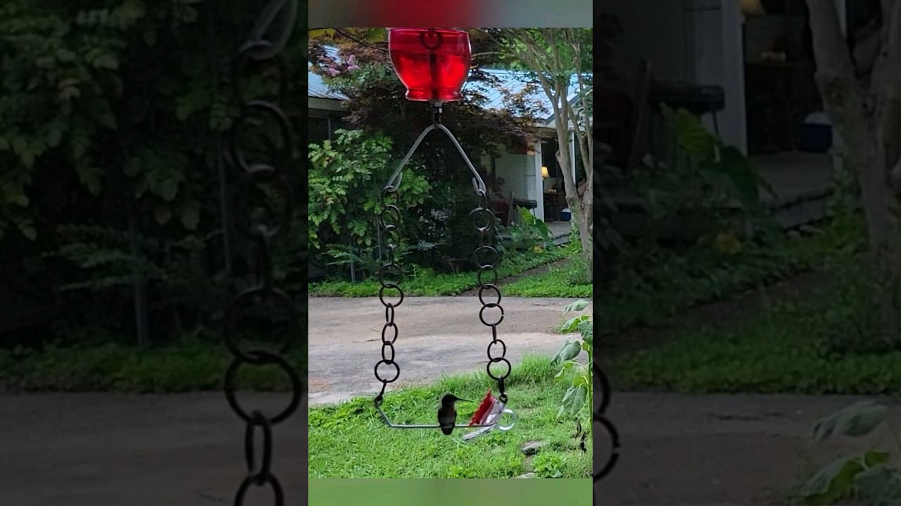 DIY Hummingbird Ring Swing Feeder with Ant Moat 