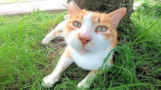 木陰で寝ていた野良猫をナデナデするとゴロゴロと大音量で喉を鳴らして喜んだ