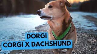 Dorgi - TOP 10 Interesting Facts - Corgi x Dachshund Crossbreed