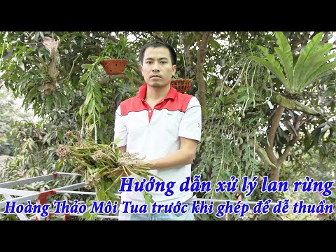 Hướng dẫn xử lý Hoàng Thảo Môi Tua khi mới mang về