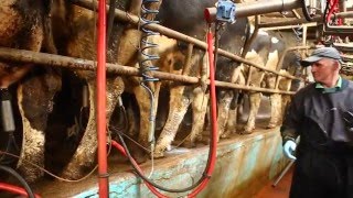 Teat Seal Na Osmonds