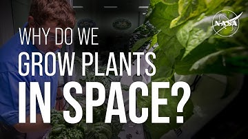 Why Do We Grow Plants in Space? We Asked a NASA Expert