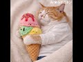 きょう5月9日は #アイスクリームの日 🍨アイスクリームと猫は、反則級の可愛さです🤍  #ふてニャン #猫 #cat