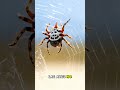 Parece un juguete, ¡pero esta araña es de VERDAD! 💎