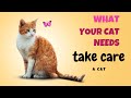 What Your Cat Needs CatLoverTips Catslife Catcare Happykitty What Your Cat Needs CatLoverTips Catslife Catcare Happykitty